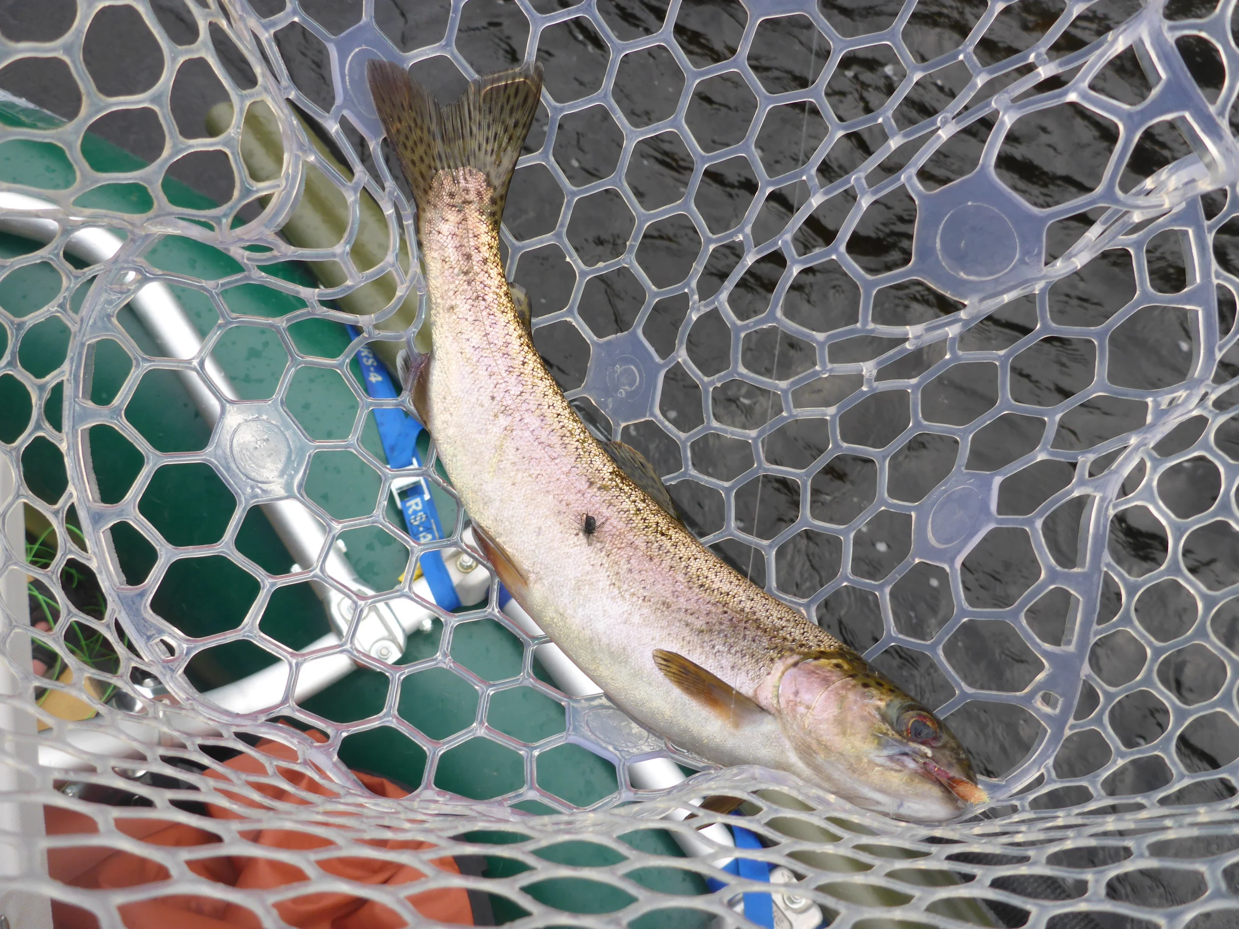 Alicia's rainbow up close.