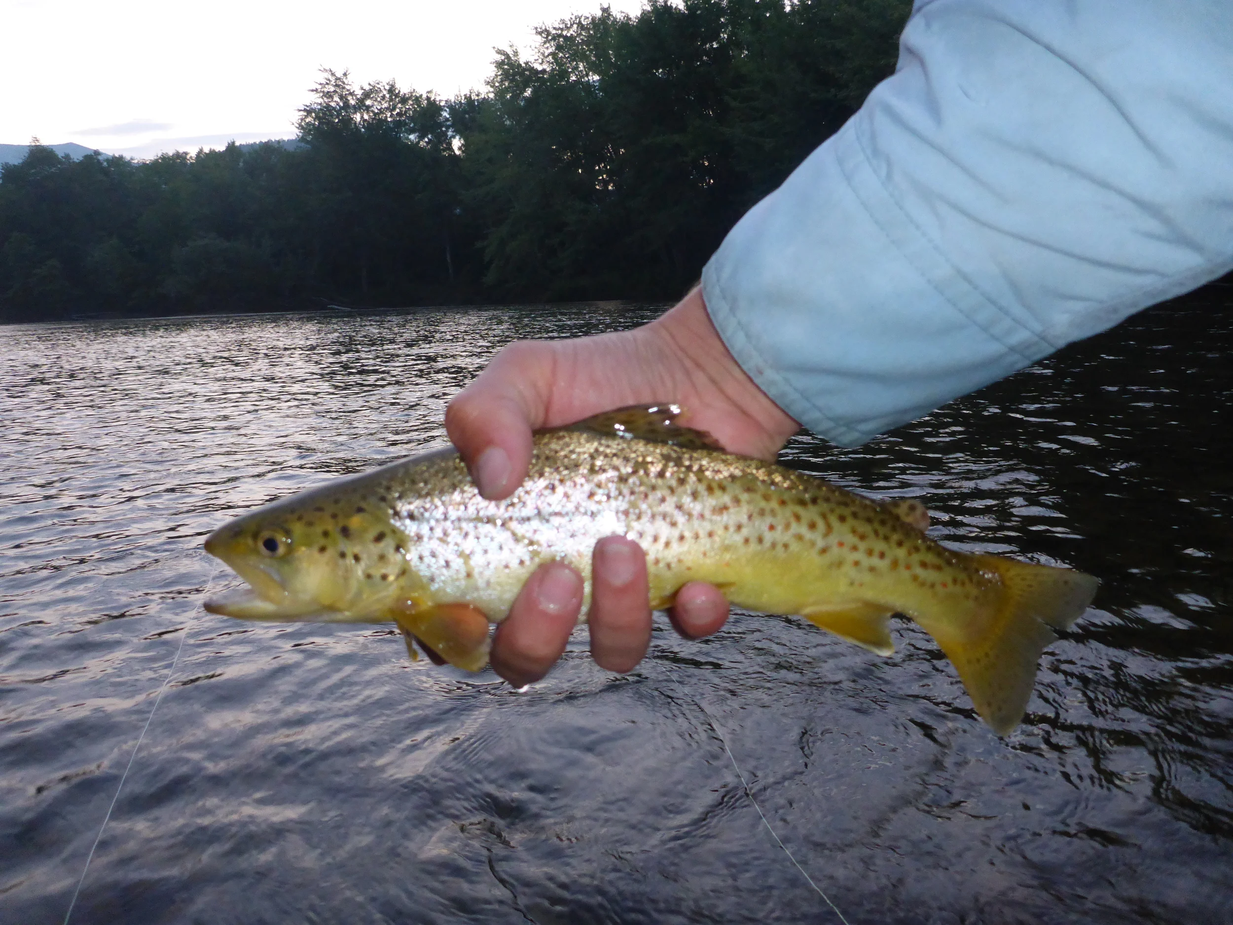 Evening brown on the Saco.
