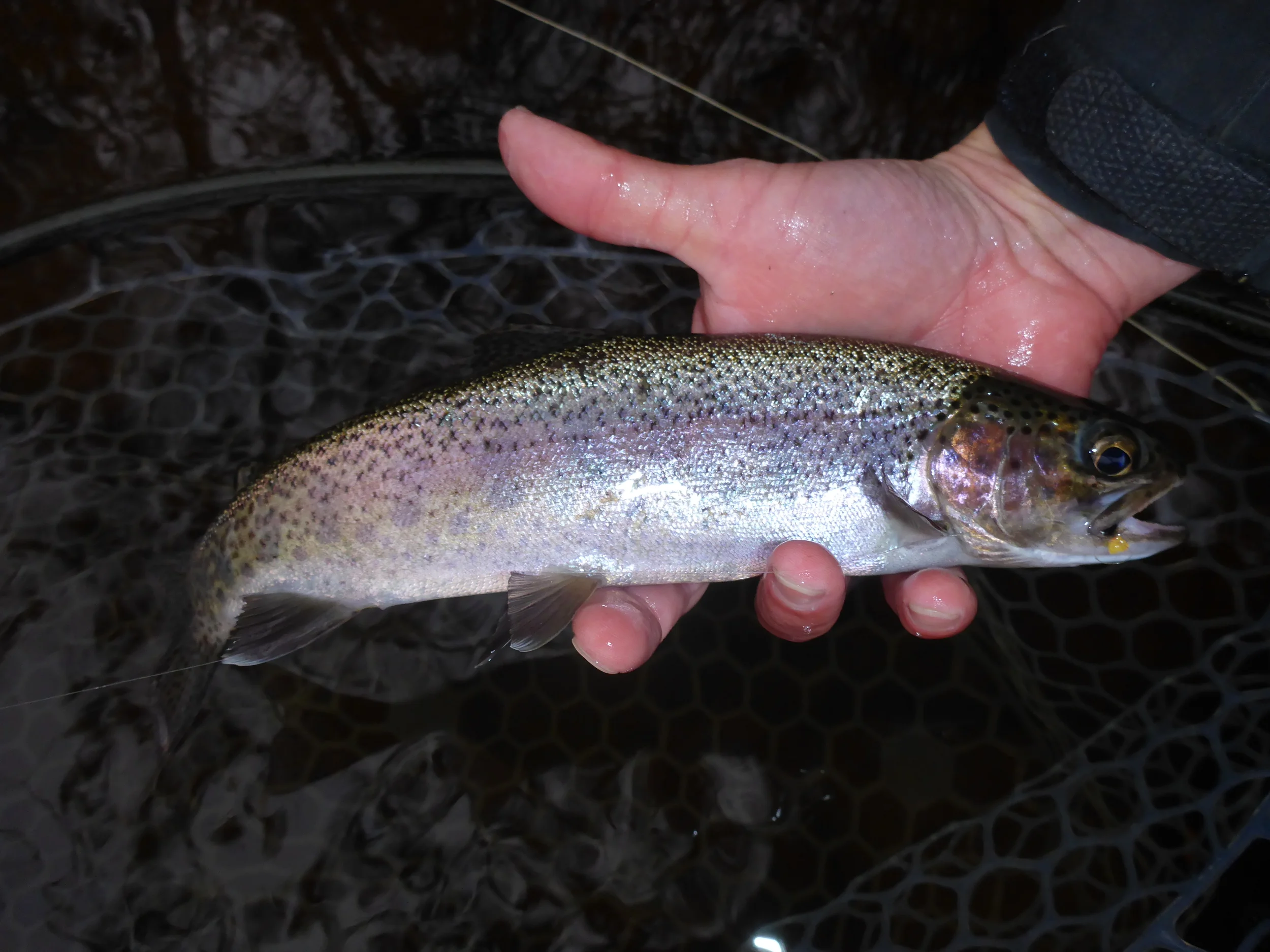 Wild rainbow taken on a black and orange midge 10/31/2014