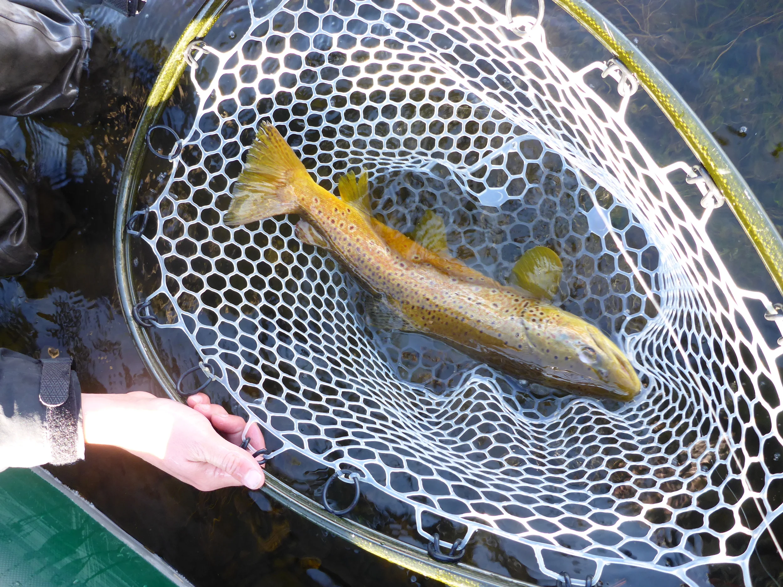 This brown measured 21" and was found in the seam of a deep fast moving riffle.