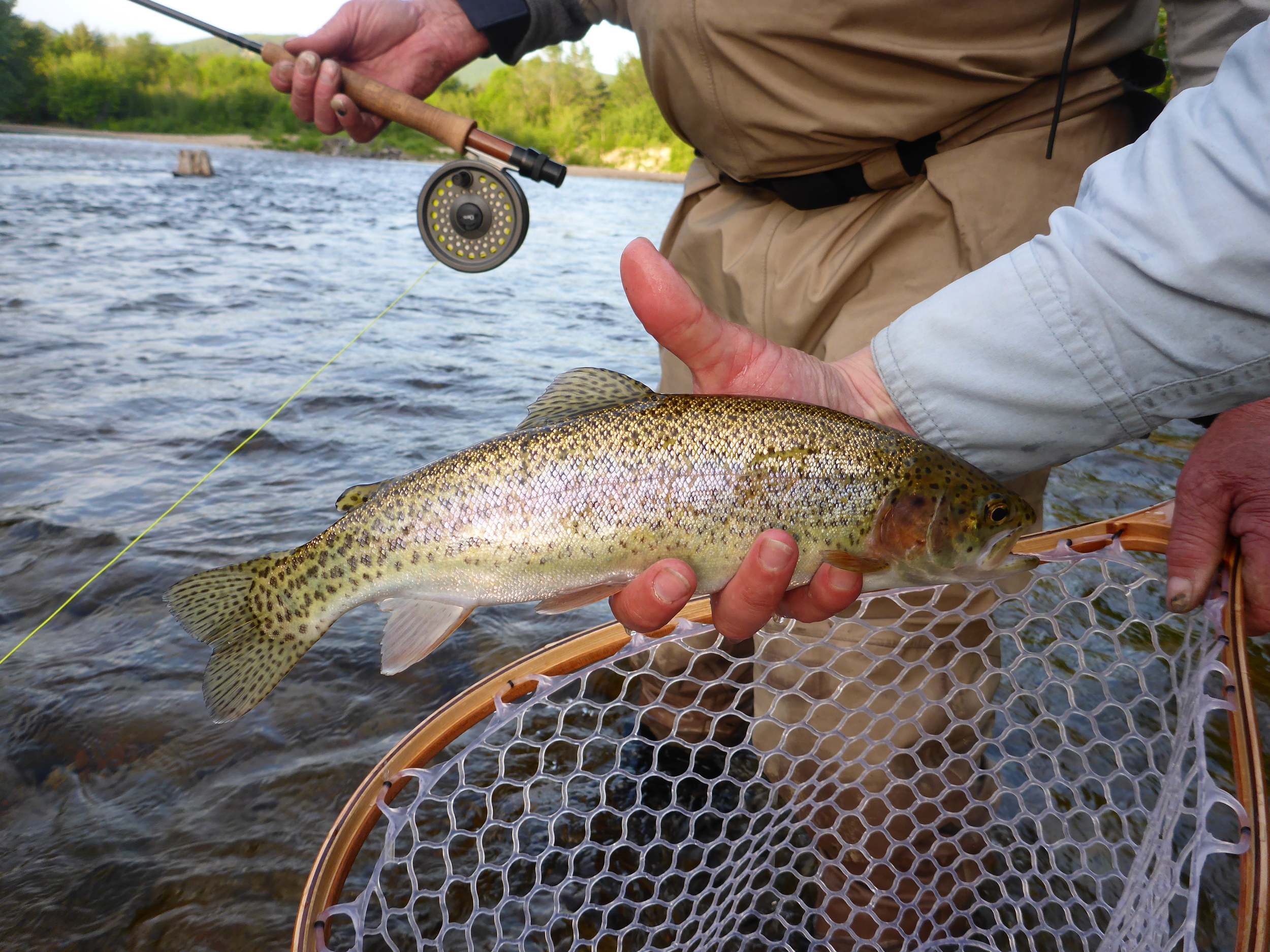 One of France's leaping bows.