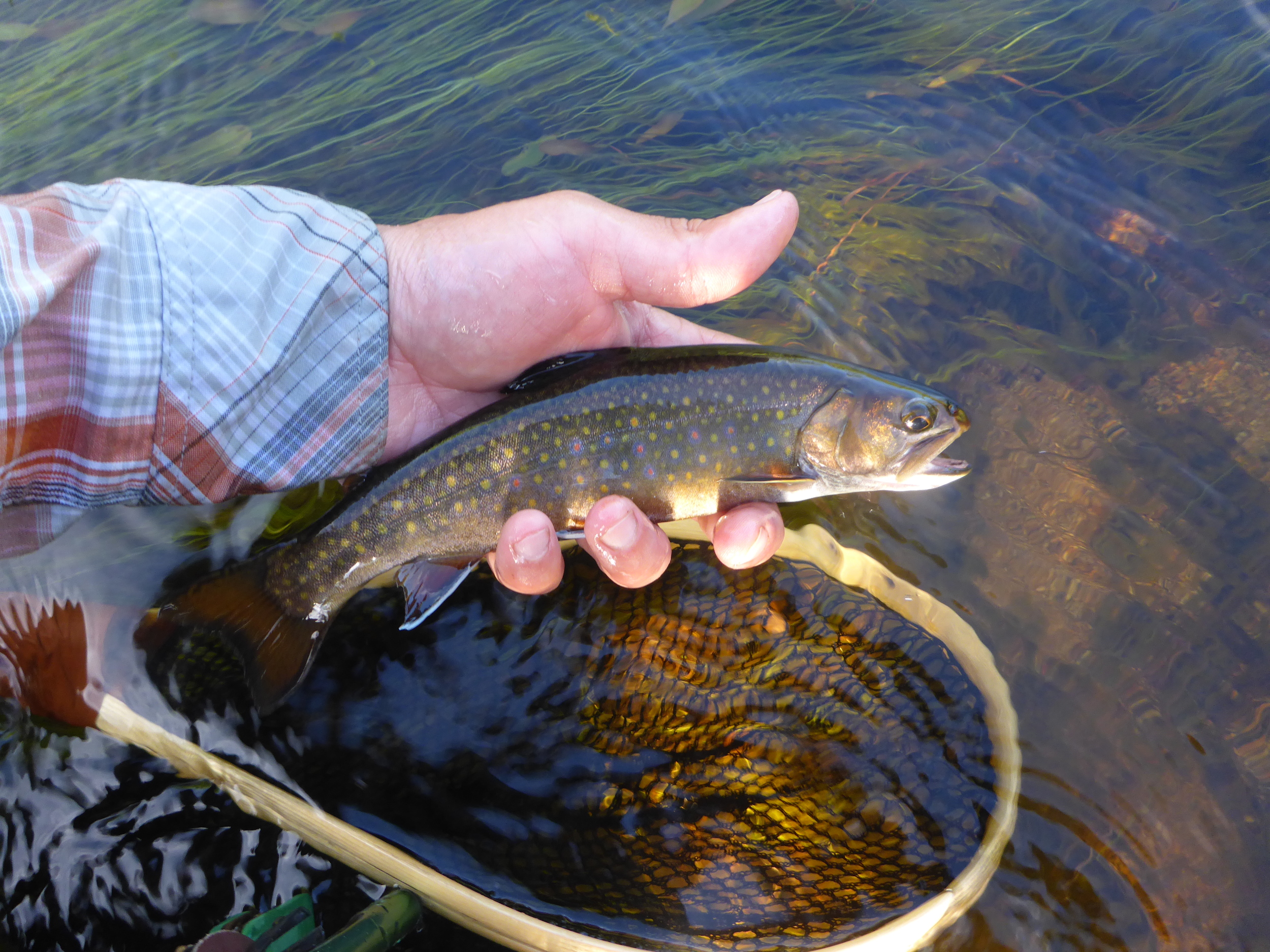 A fine specimen of a wild NH brook trout.