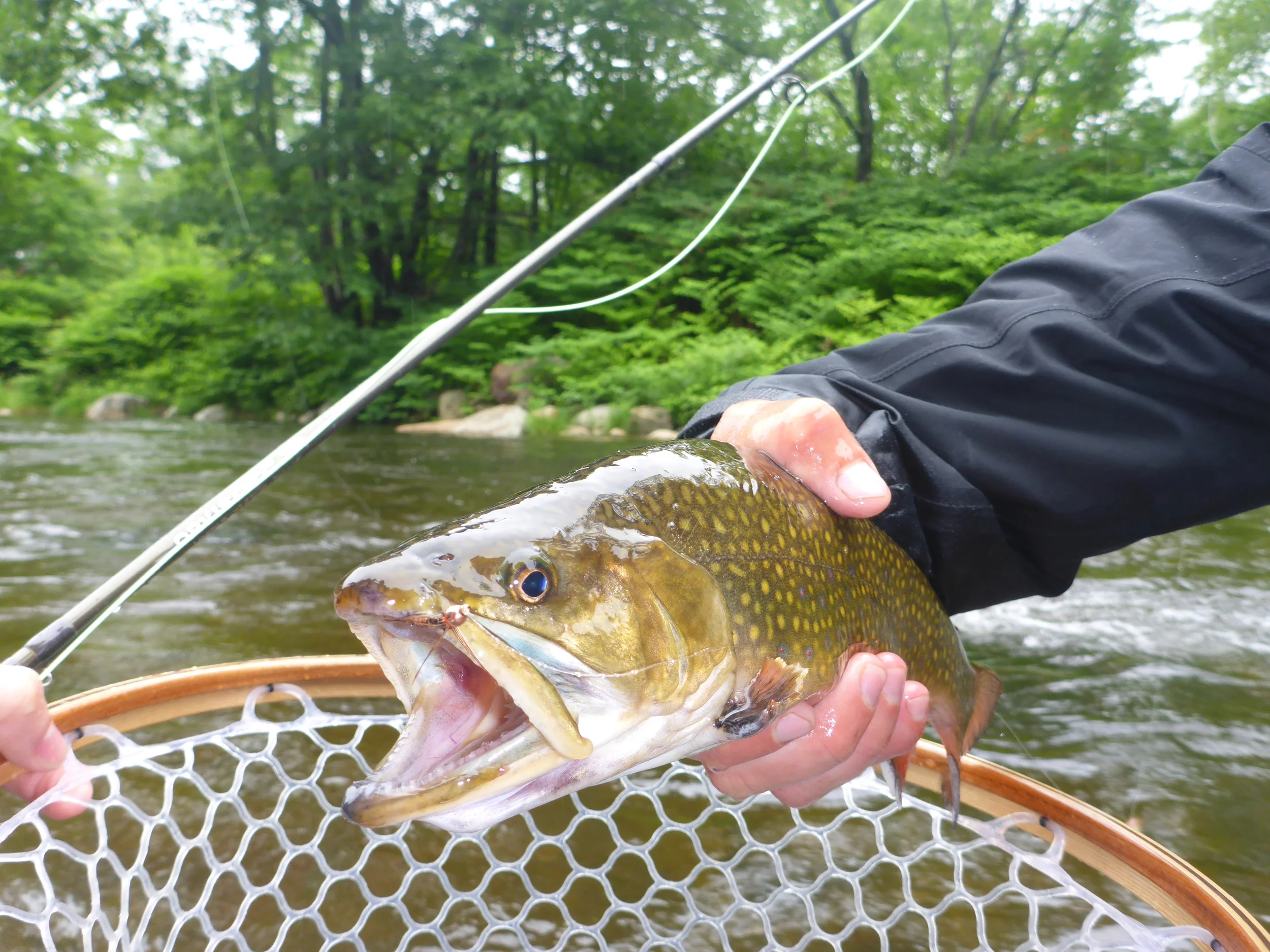 Ellis river brook trout caught on a PT nymph below a purple haze dry