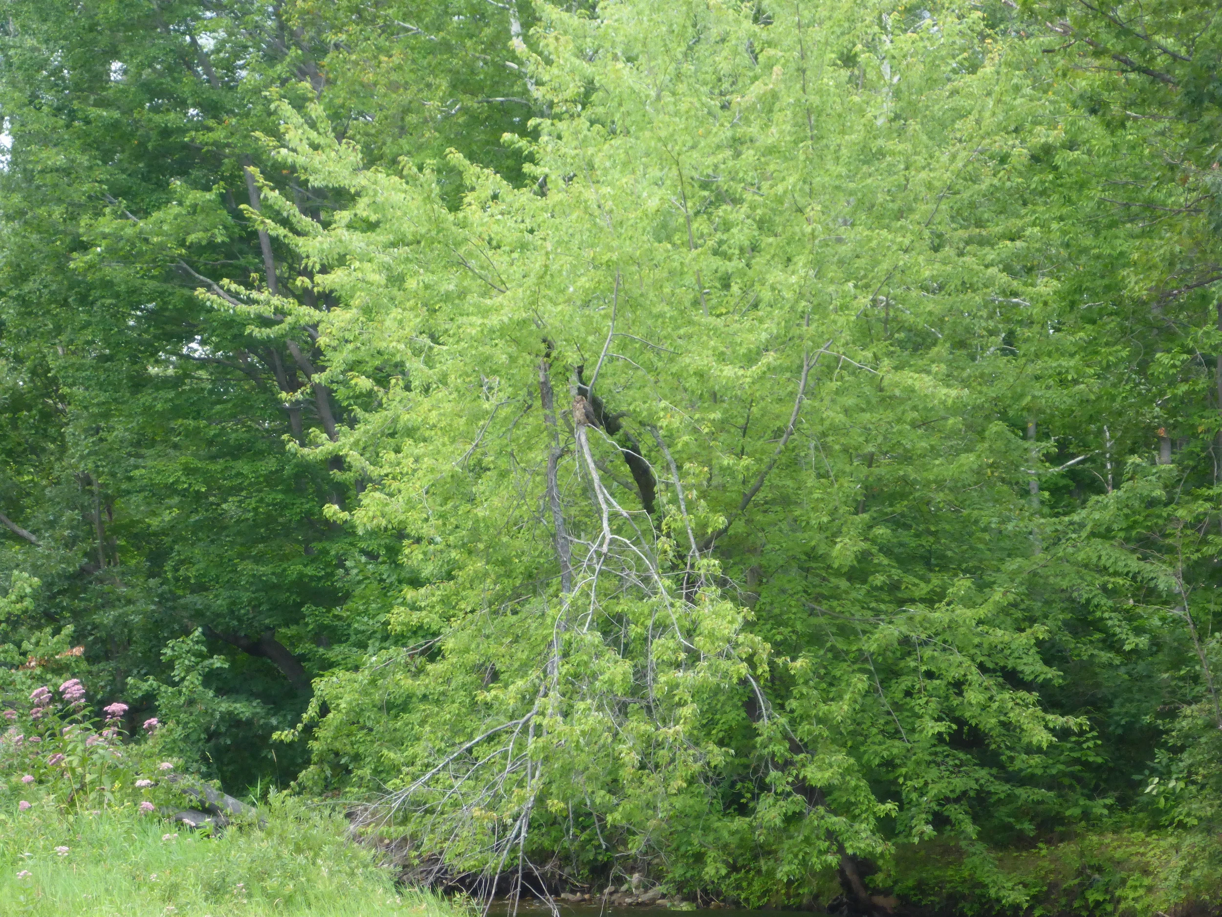 Can you find the Owl in this picture?