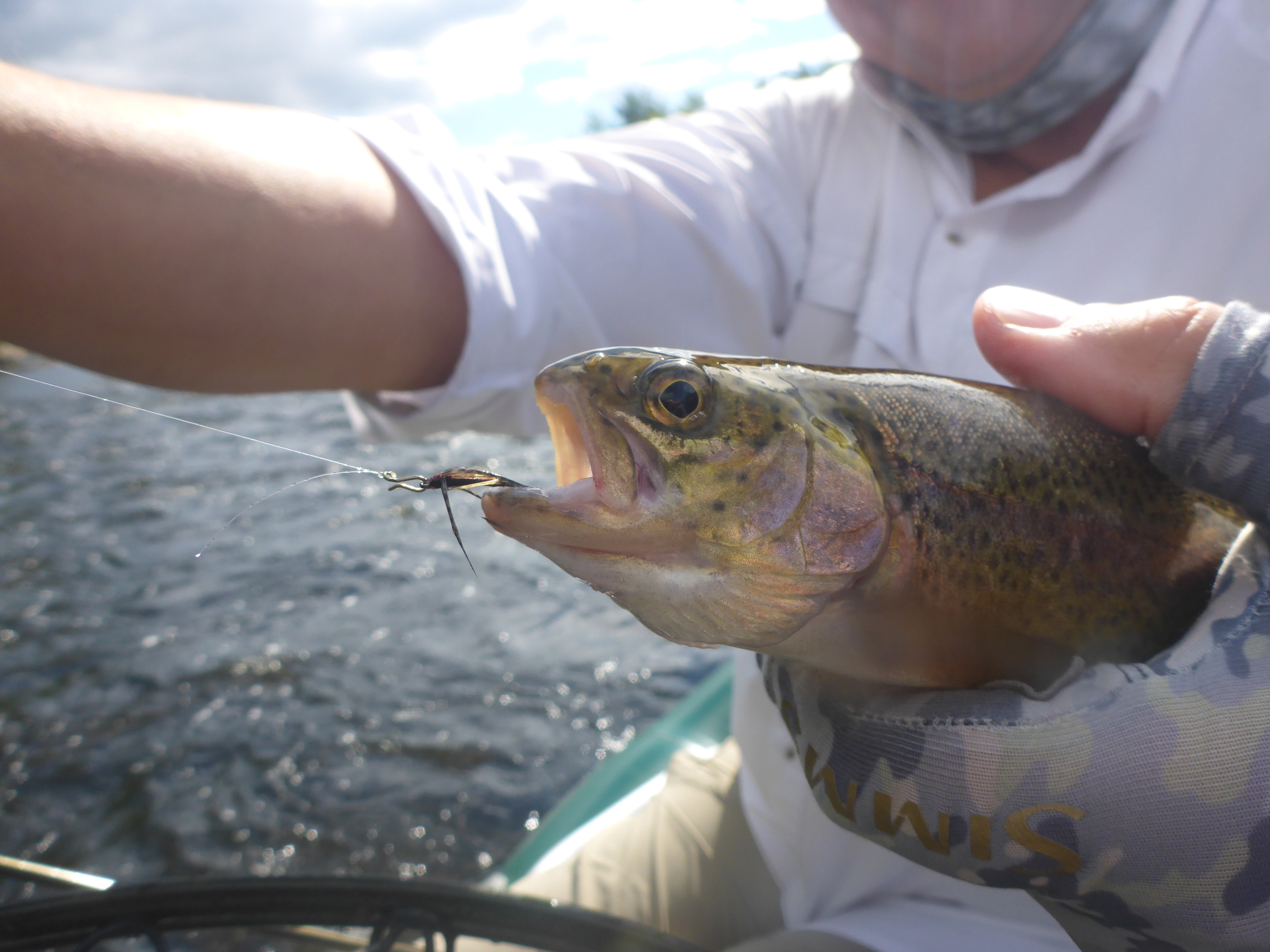 Rainbow caught by Angler Mark Hogopian on an Iso emerger tied by Mark Hogopian. 