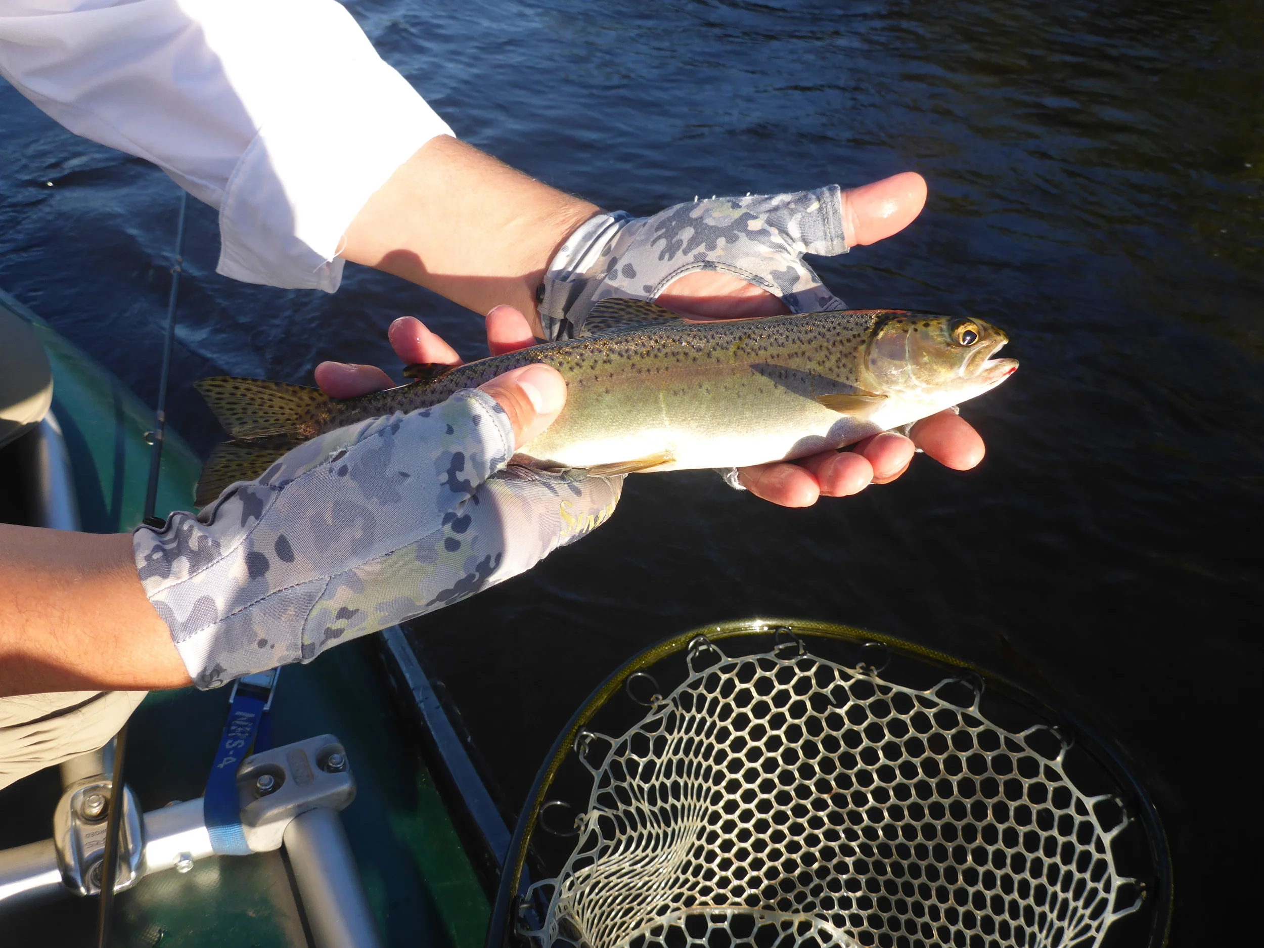Wild rainbow caught on an iso emerger 8/28. This fish took line on the hookset but we managed to land him. The next fish was much bigger and broke off when she turned directions. 