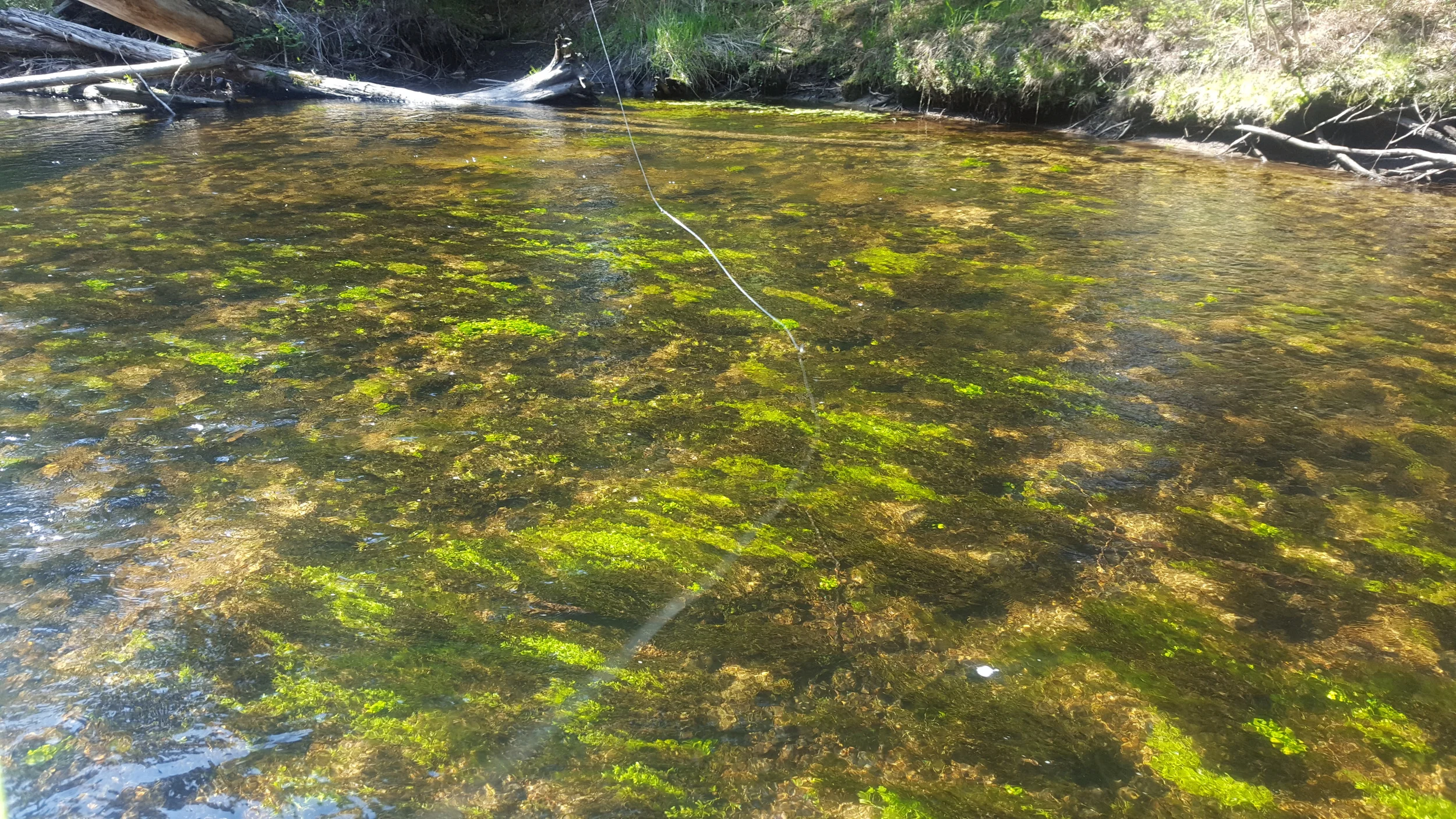 Spring fed wild brook trout stream.