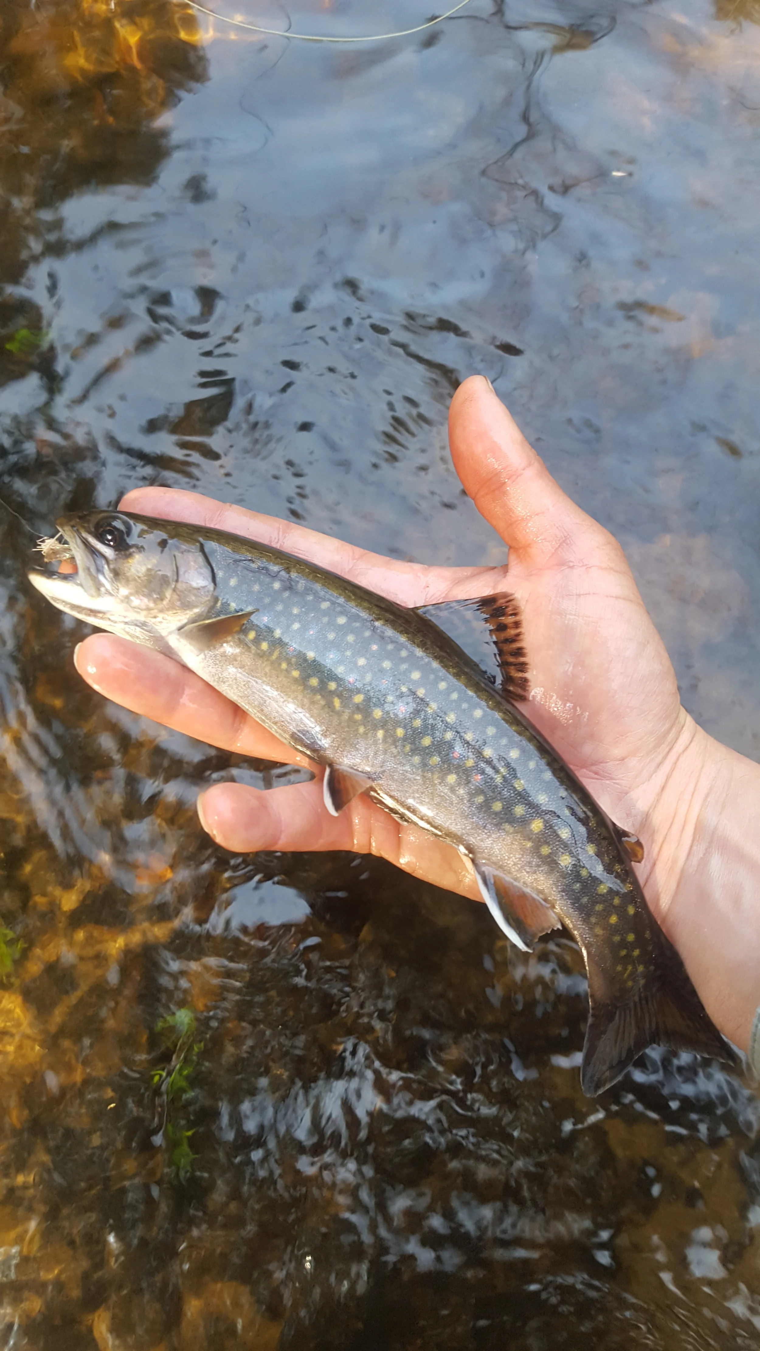 A plump wild brook trout taken on a caddis. 