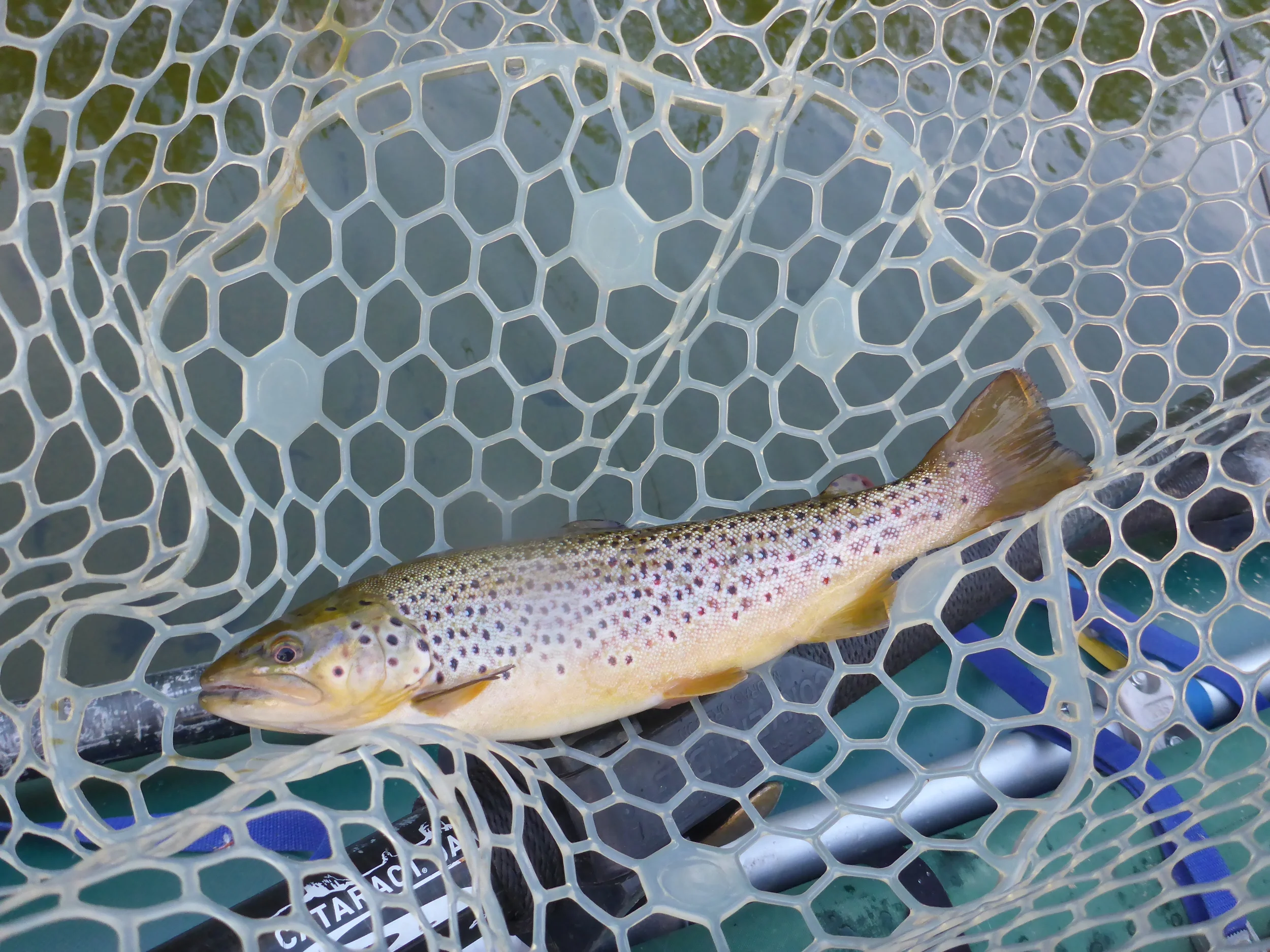 Paul's first trout on a dry fly