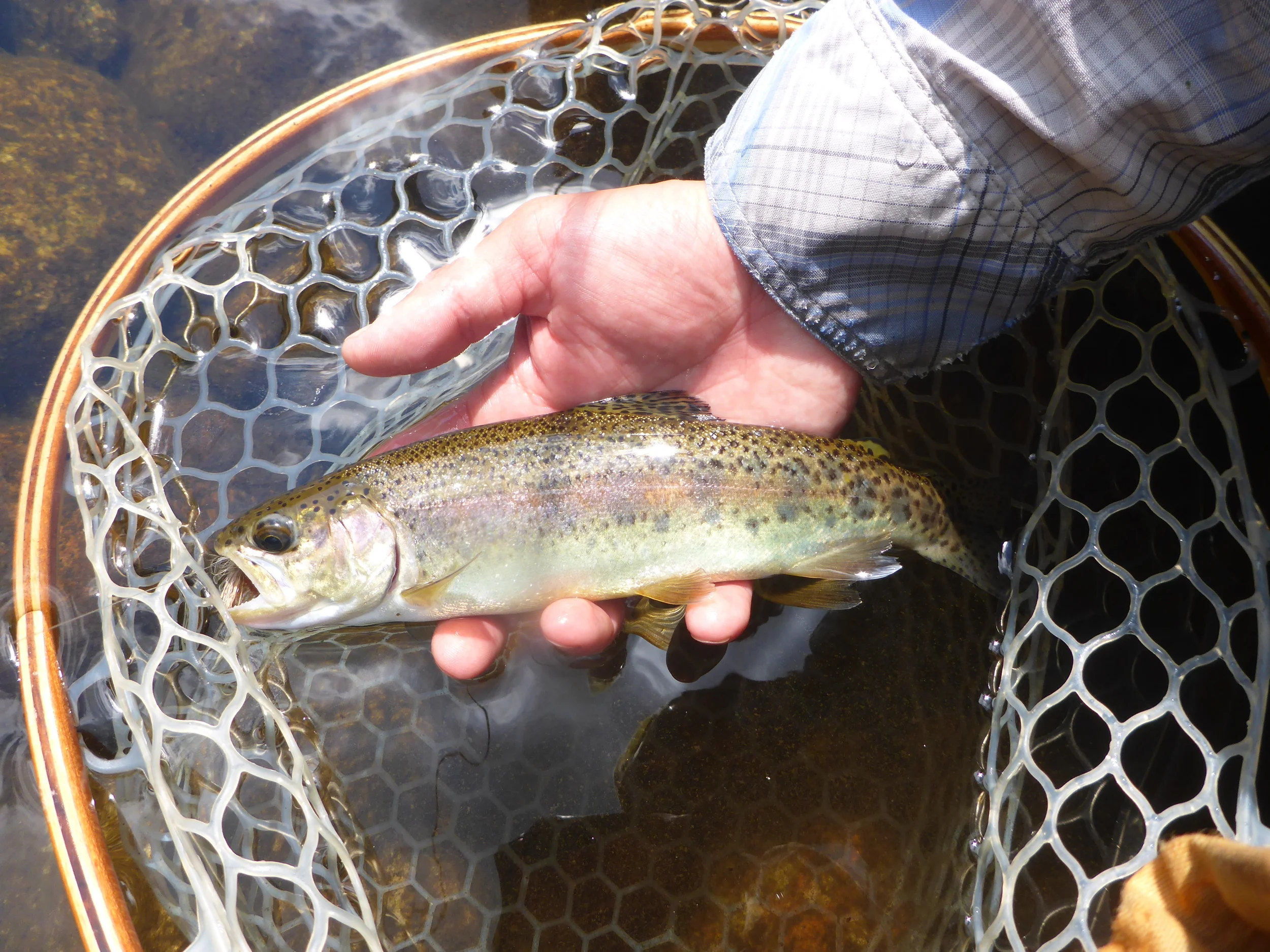 Wild rainbows like this have been common in the small streams this season.