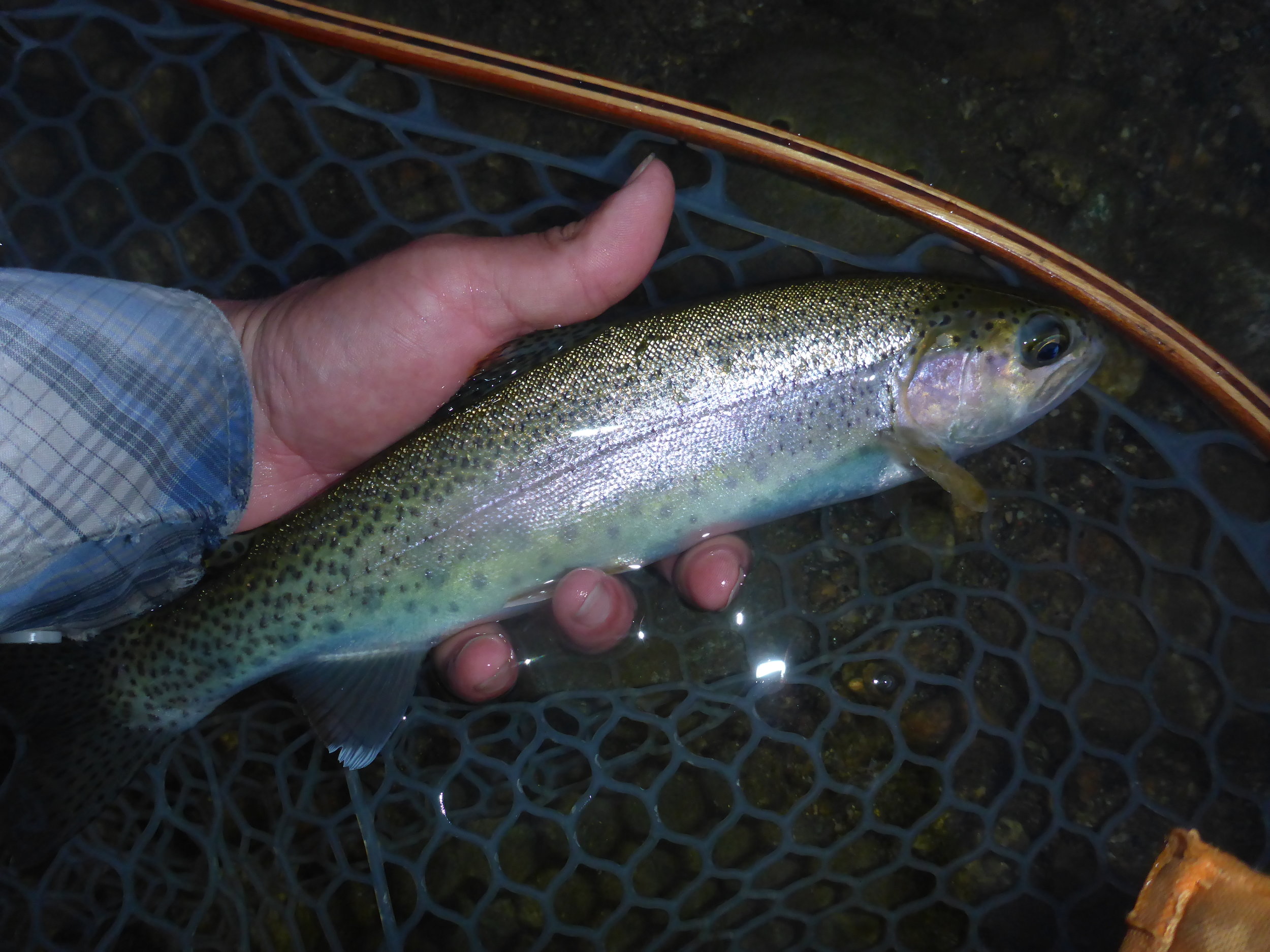 A small stream wild rainbow trout taken on a cinnamon flying ant by client Frank Virnelli 