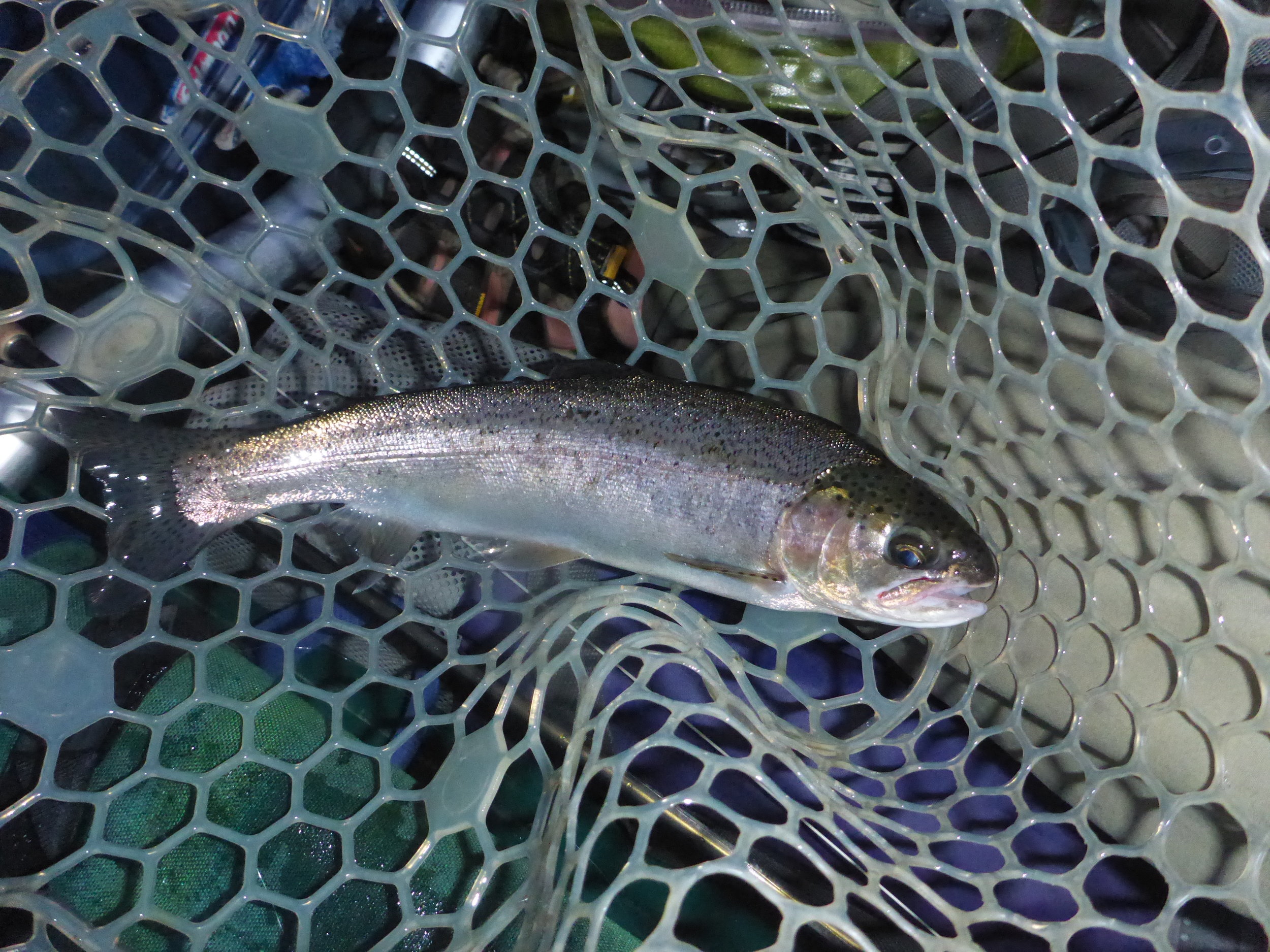 A 14" wild rainbow caught this week by client Richard Johnson. taken on a swung Isonychia nymph.