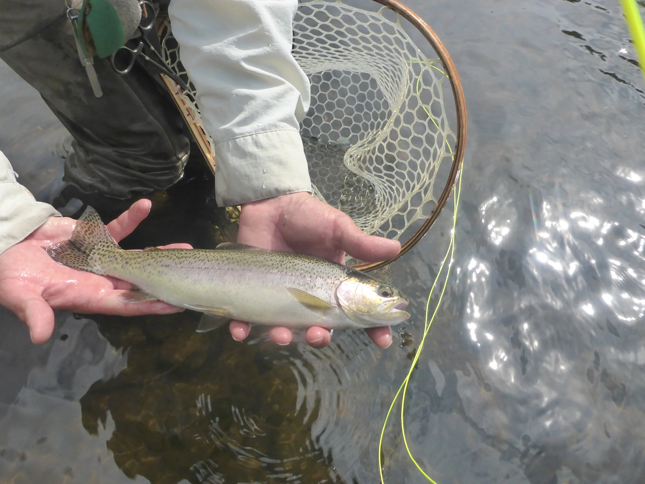 We have seen many fish of this year class this season...bodes well for next year!