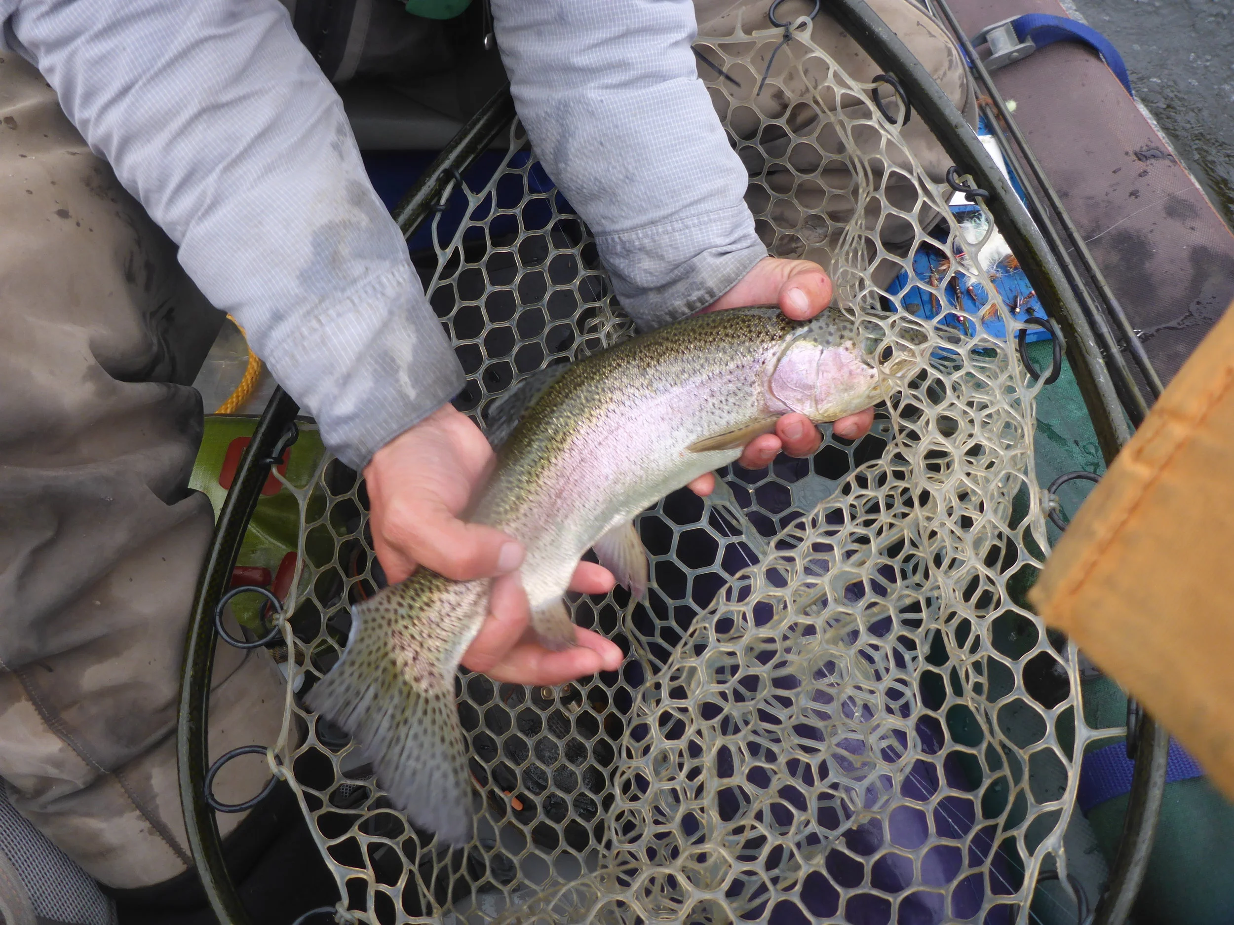 A healthy wild rainbow that crushed a streamer while floating the Andro this week.