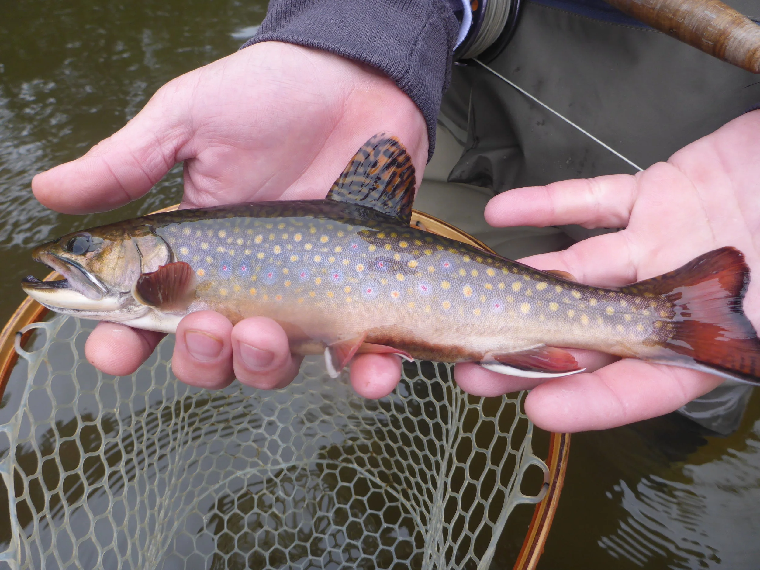 Wild male brook trout caught by client Mike Allen.
