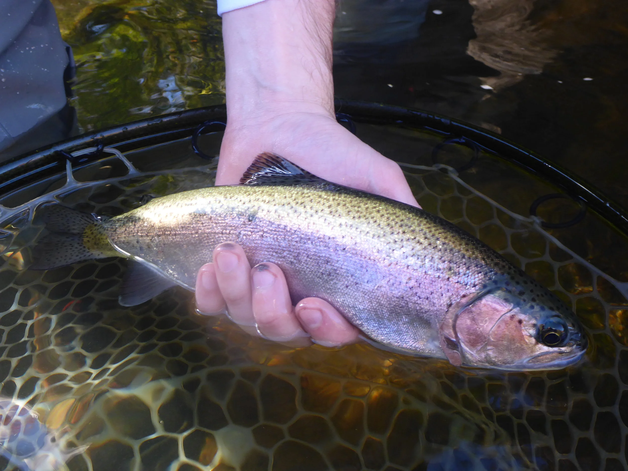 Steve's wild rainbow. 
