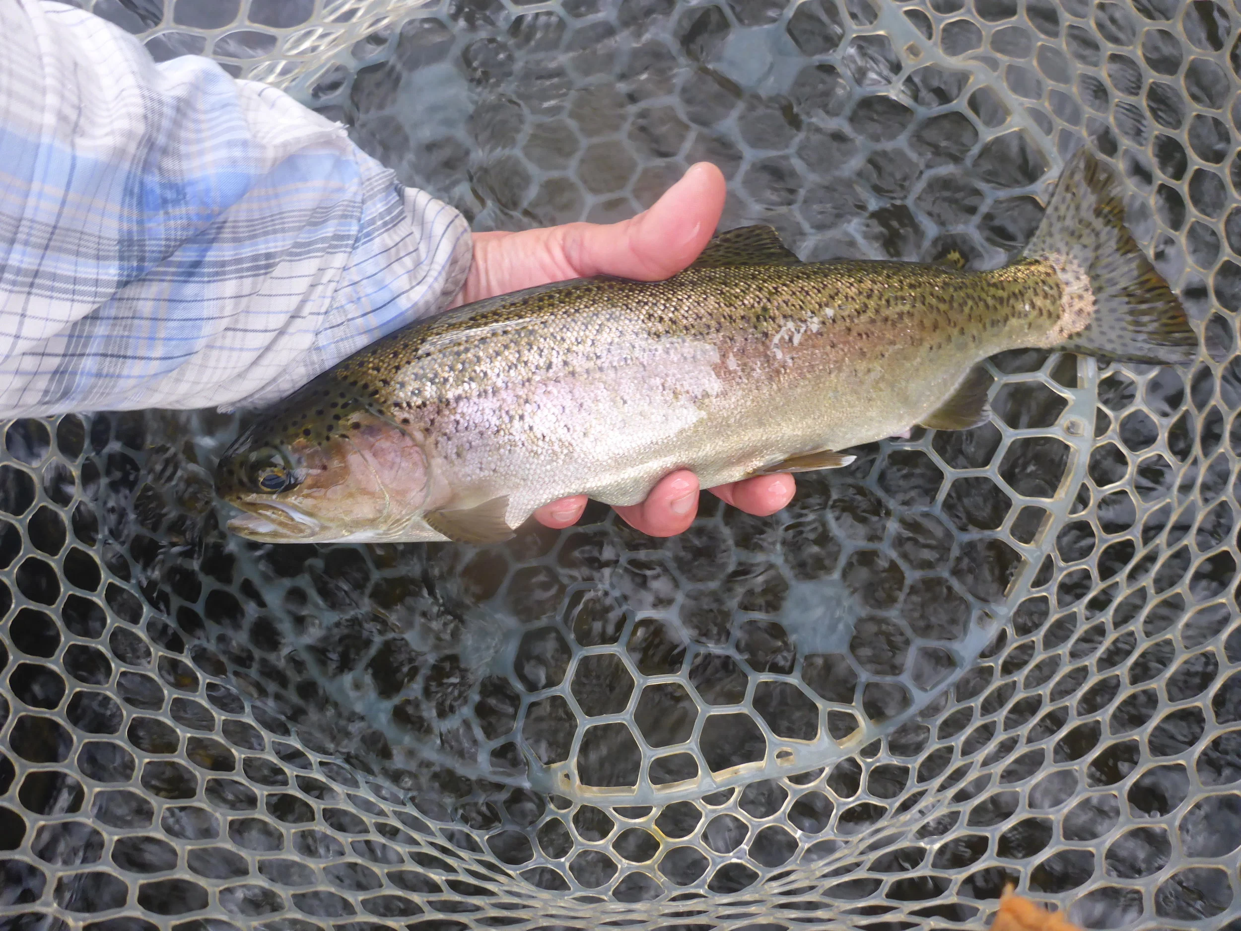 This fat fish was caught By client Steve Clarke while swinging a Zug Bug, Steve said he couldn't believe the power of this fish.