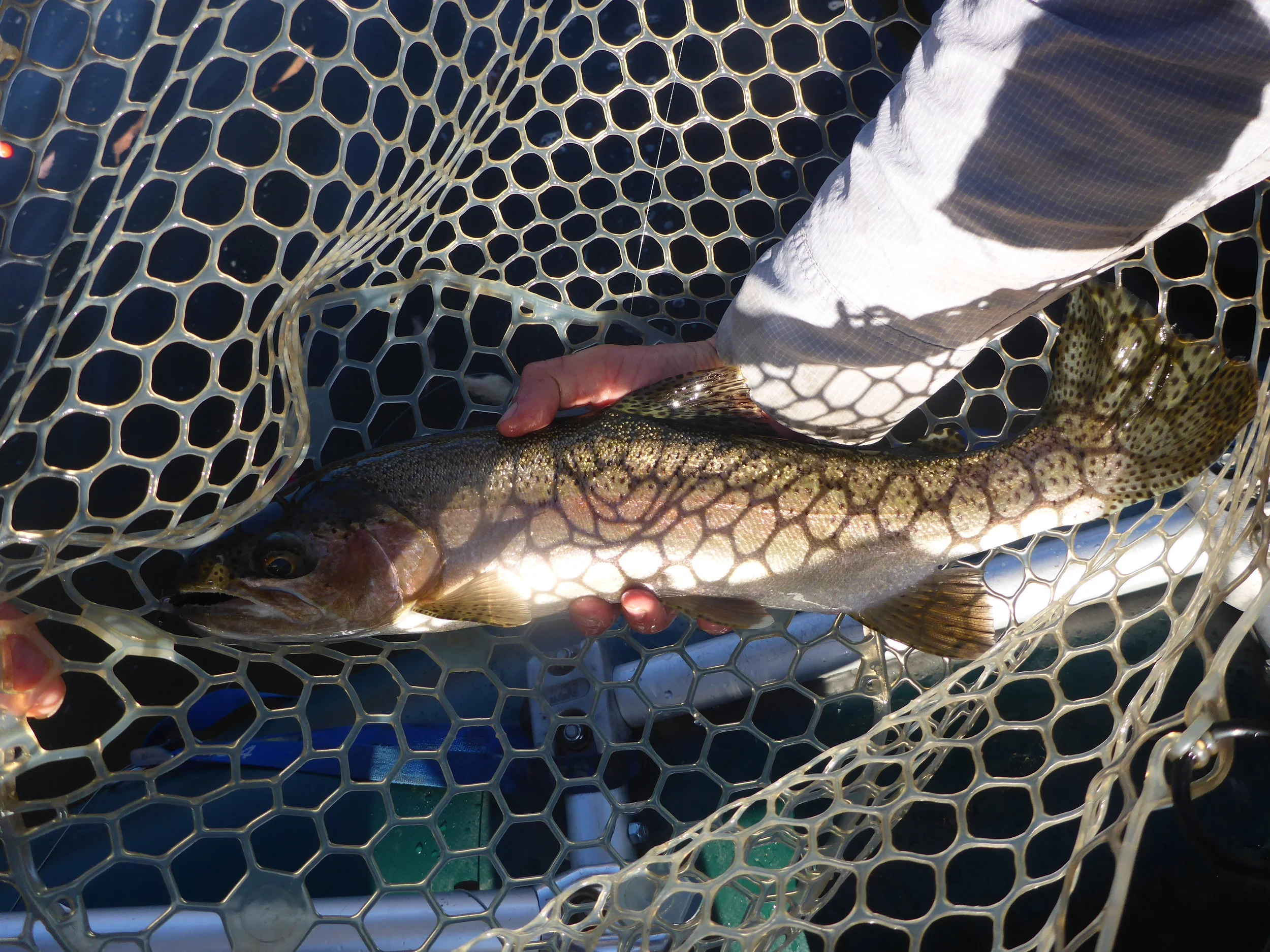 Client Paul Shinsky of Texas took this 19" male Nate's "Wigglemite" pattern