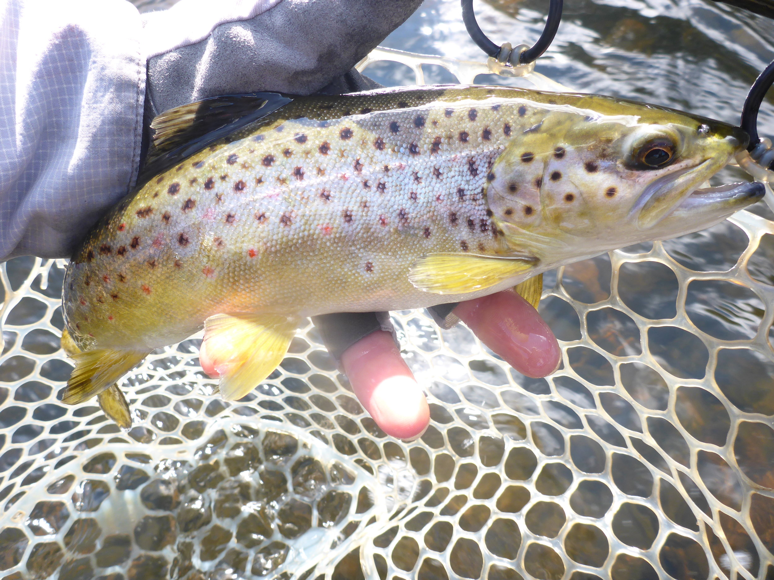 One of four very healthy browns landed yesterday on dries and nymphs.