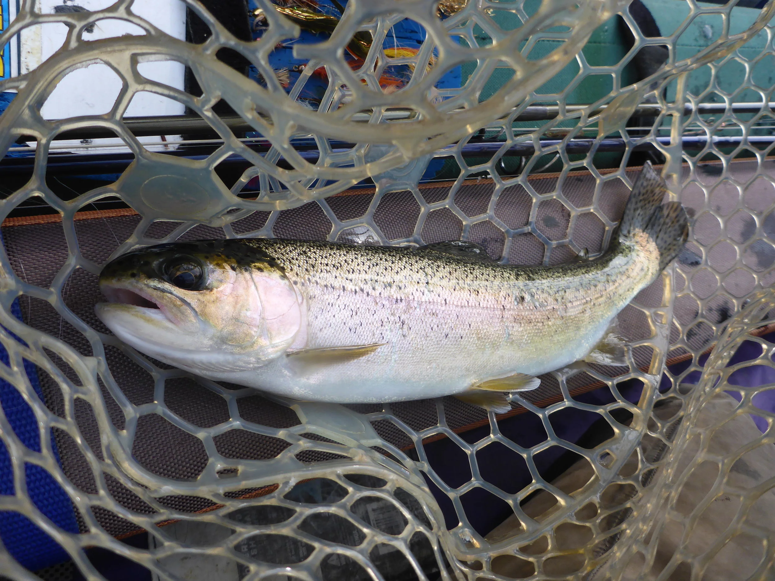 One of many rainbows that Mark took on a dry fly.