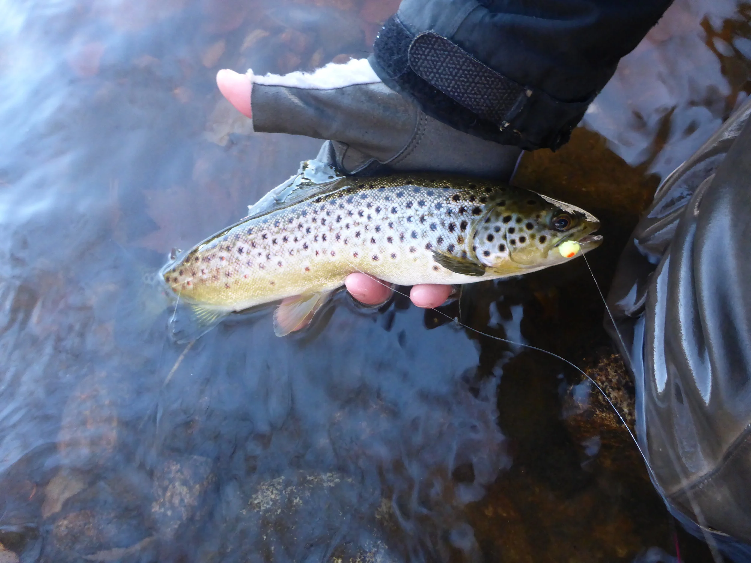 Even brown trout like brown trout eggs. 