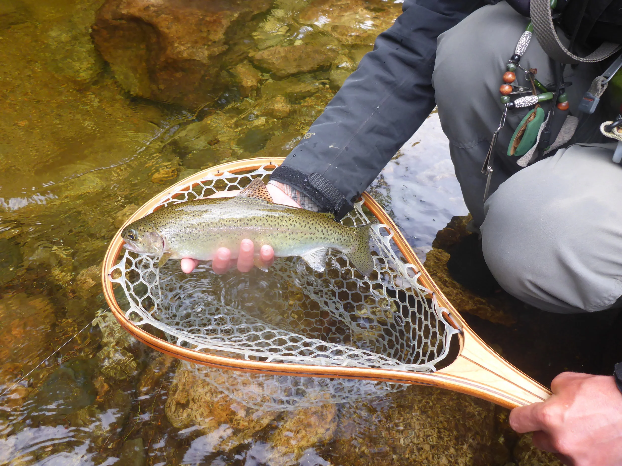 Wild rainbow trout taken from a small mountain stream mid-July 2016.