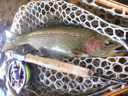 A lake run rainbow...these fish are almost always holdovers and average 17" in length with fish over 20" not uncommon. 