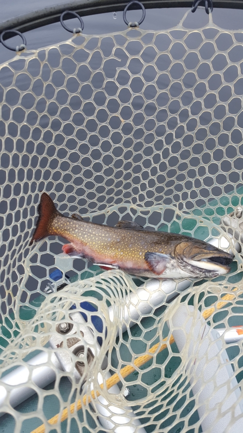 One of Andre's many brook trout. 