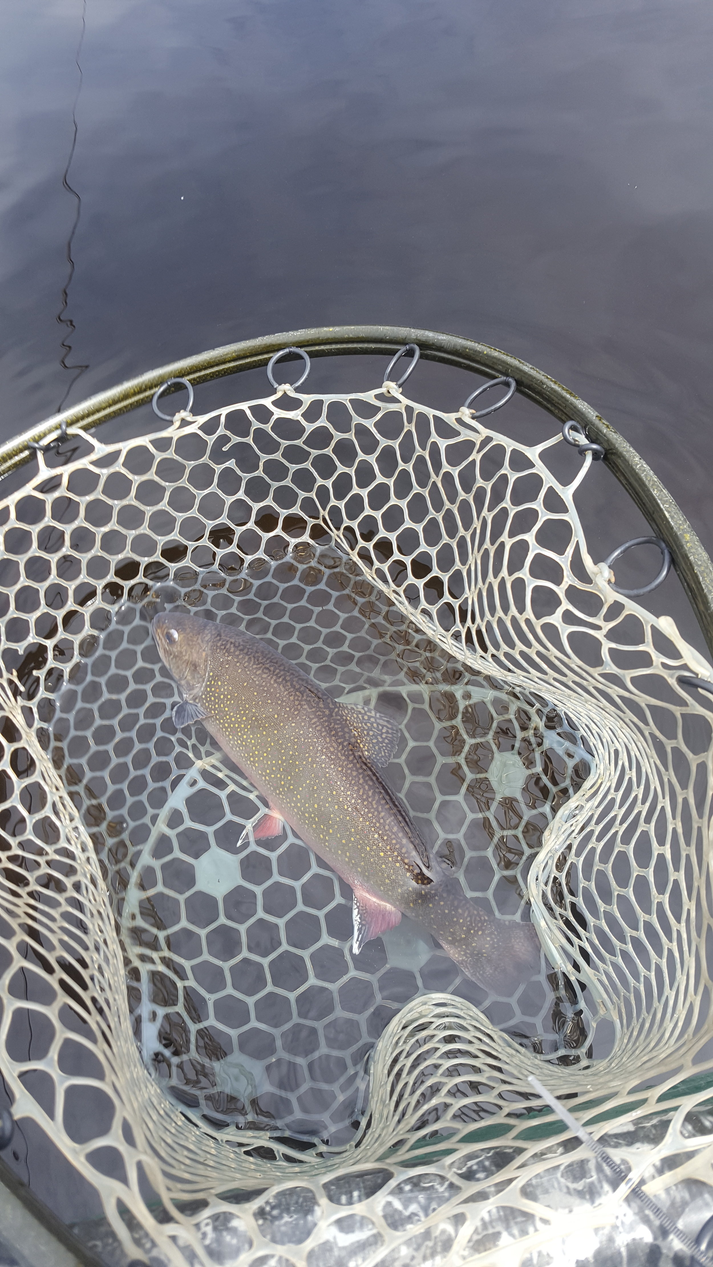 A large brook trout taken on a brook trout pattern in a local pond.
