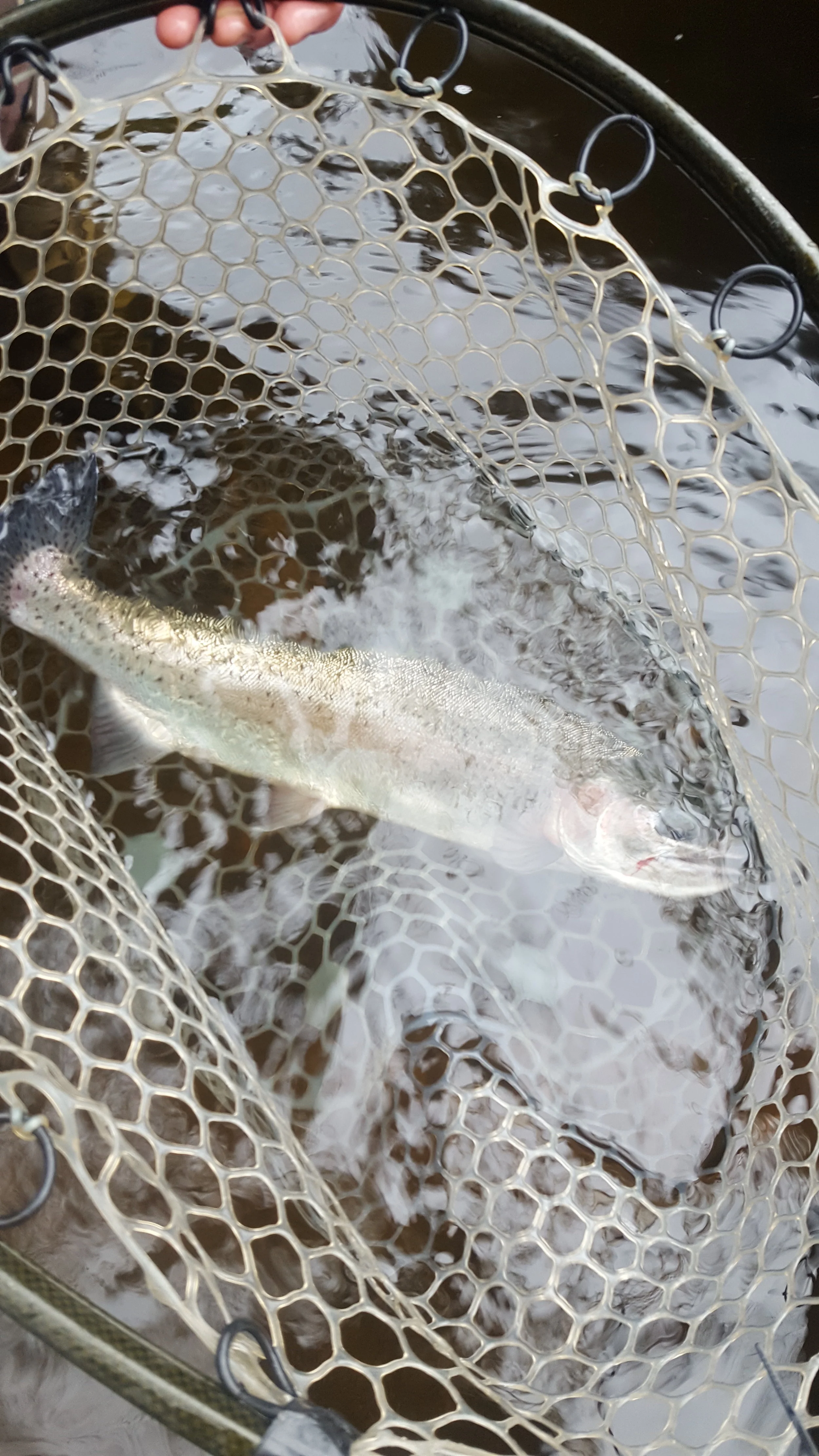 A healthy 18" wild rainbow caught by Client Brian Donnovan. This fish did some amazing acrobatics!