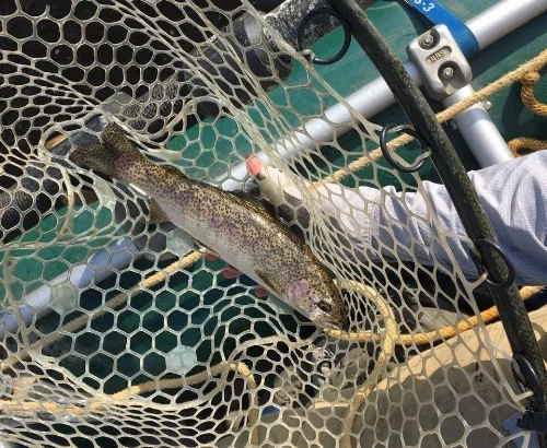 A fine Andro bow that came on an Isonychia nymph.