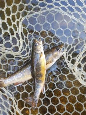 Double on the dry!