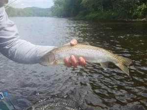 A bright Andro Rainbow taken on an Isonychia pattern August 19th.