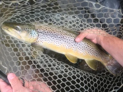 Angler Brian Boyle with 23" of Saco brown. As always released to fight another day!