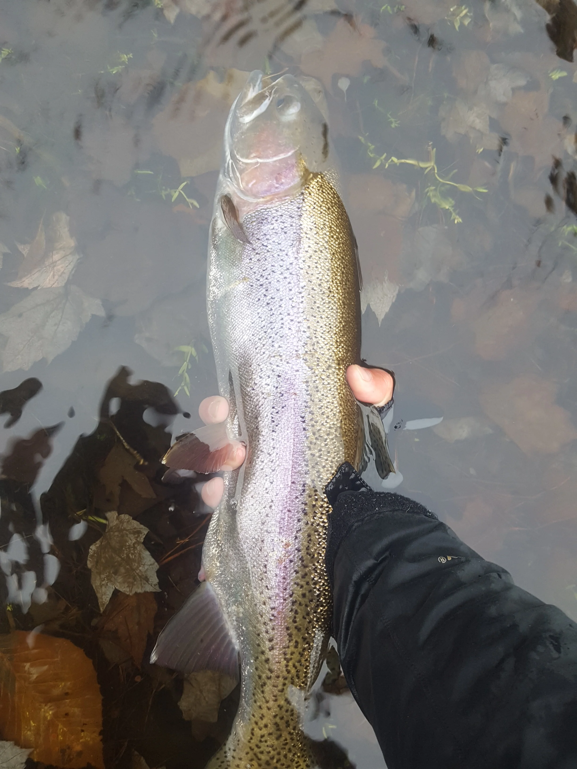 November Rainbow Trout