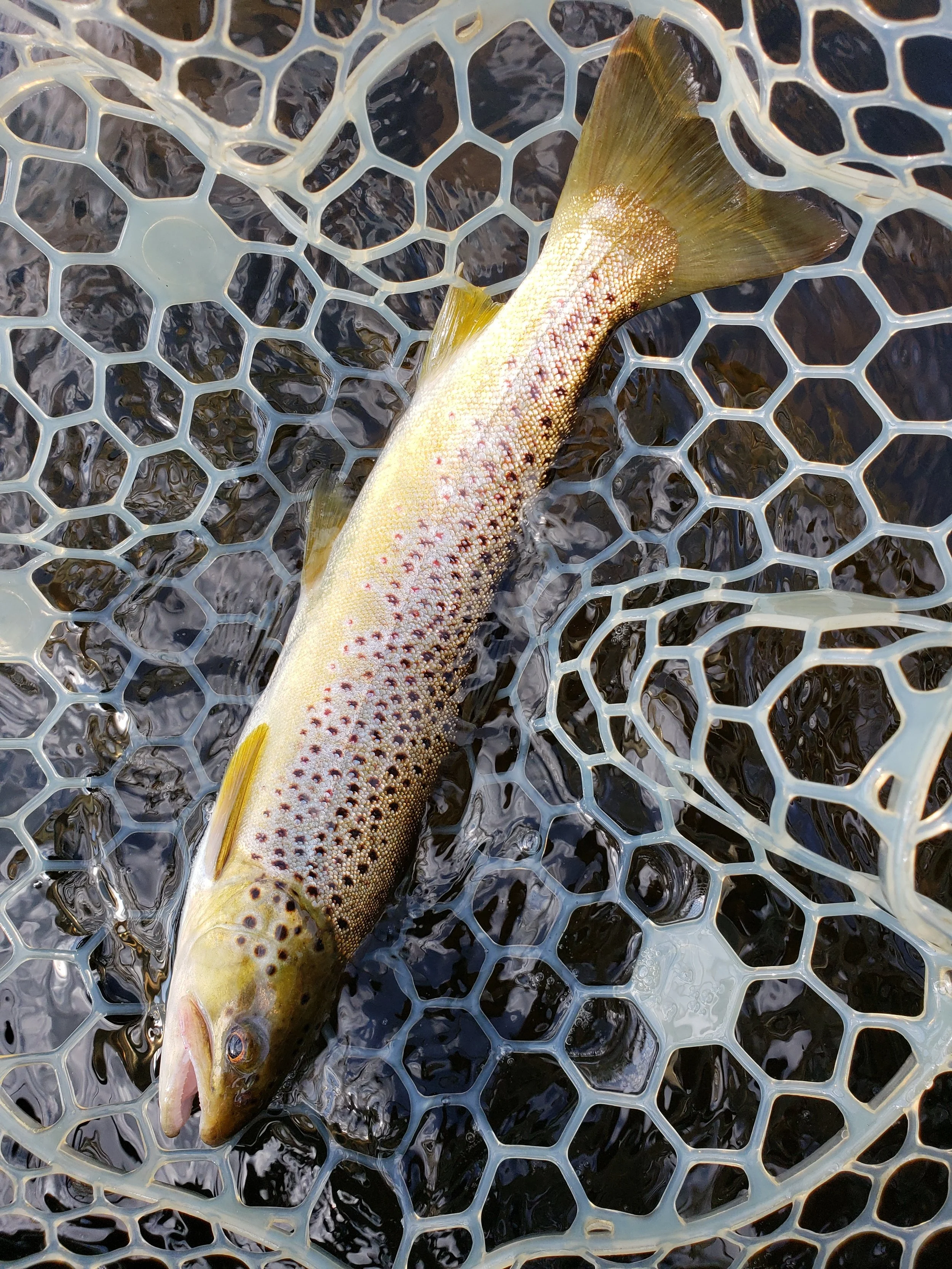 Our client Ethan landed this fine specimen on one of our custom HCG Isonychia dry flies. 