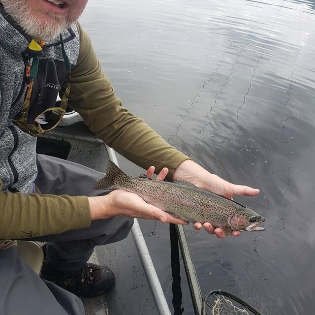Ron Rhodes stuck this beauty on a size 20 today. Can't beat these cloudy June days for classic dry fly hunts in slow water. @stealthcraftboats @thomasandthomasflyrods .
.
.
#wildbow#dryfly#sippers#letemrun#flyfishNH#wildNH#hillcountryguides