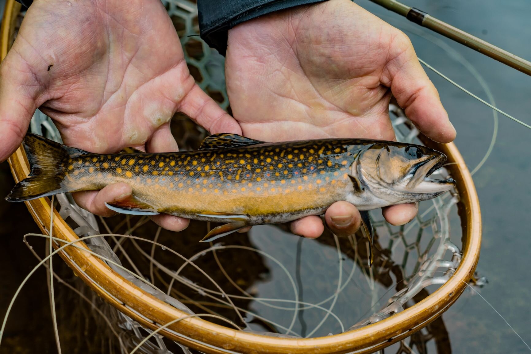 Wild Brook Trout Fly Fishing  Guided Fly Fishing Trips : New Hampshire,  White Mountains — Hill Country Guides