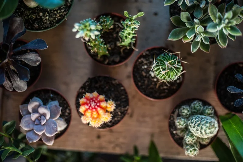 EXOTIC PLANT BIZ in St. Augustine