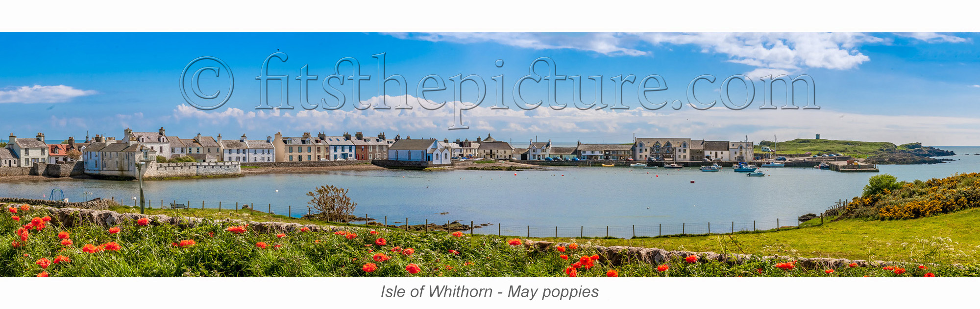 isle_of_whithorn_may_poppies.jpg