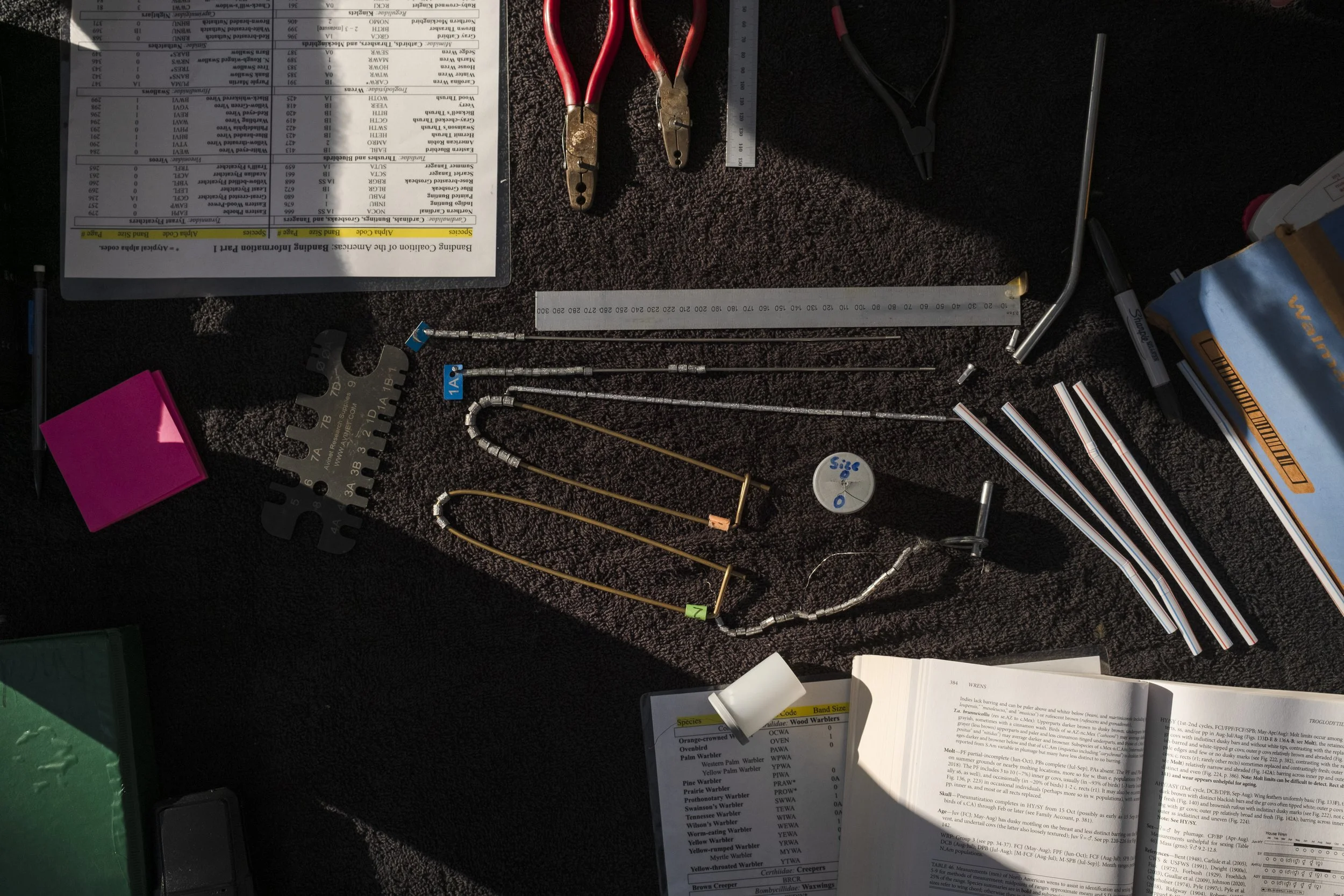 AL-BirdBandingMigratory_MG-12.jpg