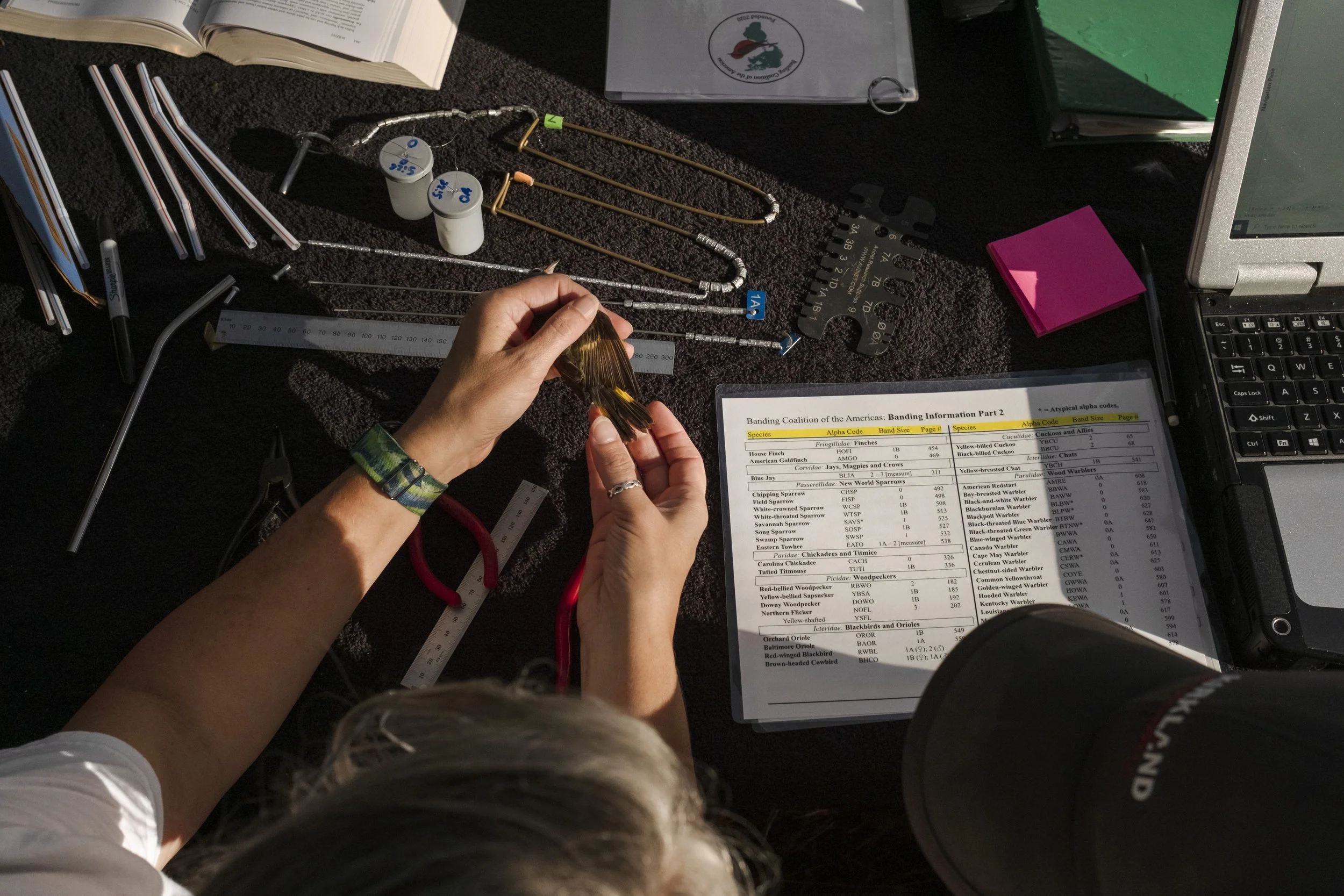 AL-BirdBandingMigratory_MG-14.jpg