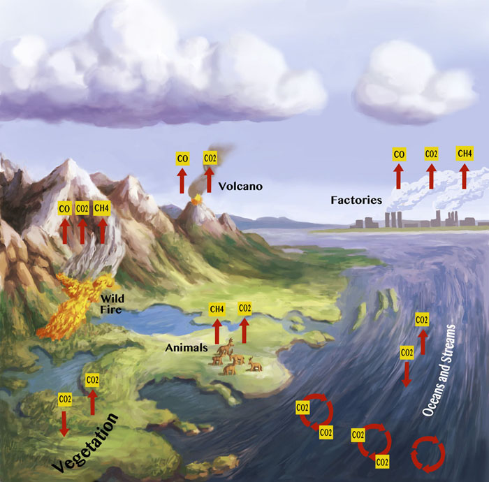 Carbon cycle