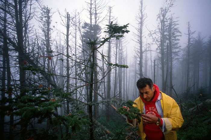 Trees damaged by acid rain