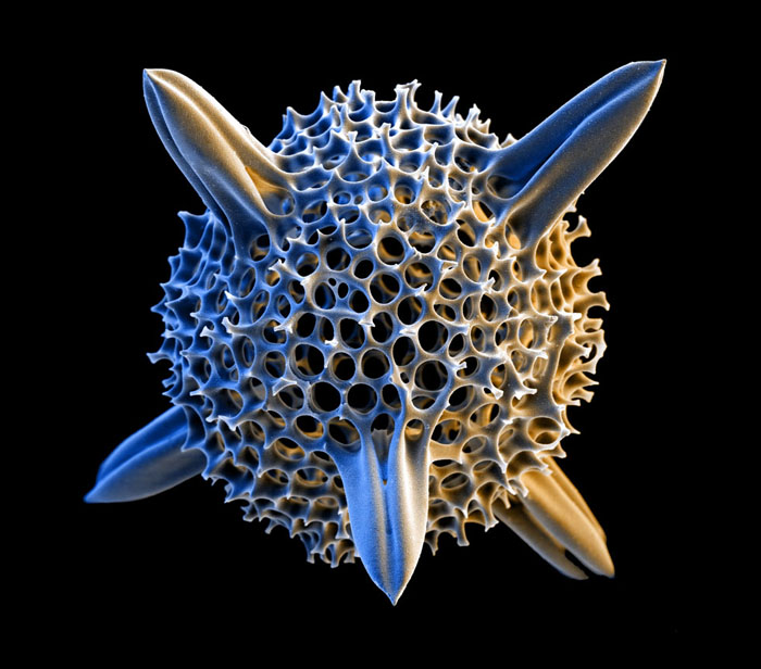 Shell of a Radiolarian