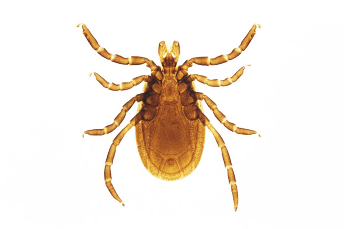 Adult Deer Tick