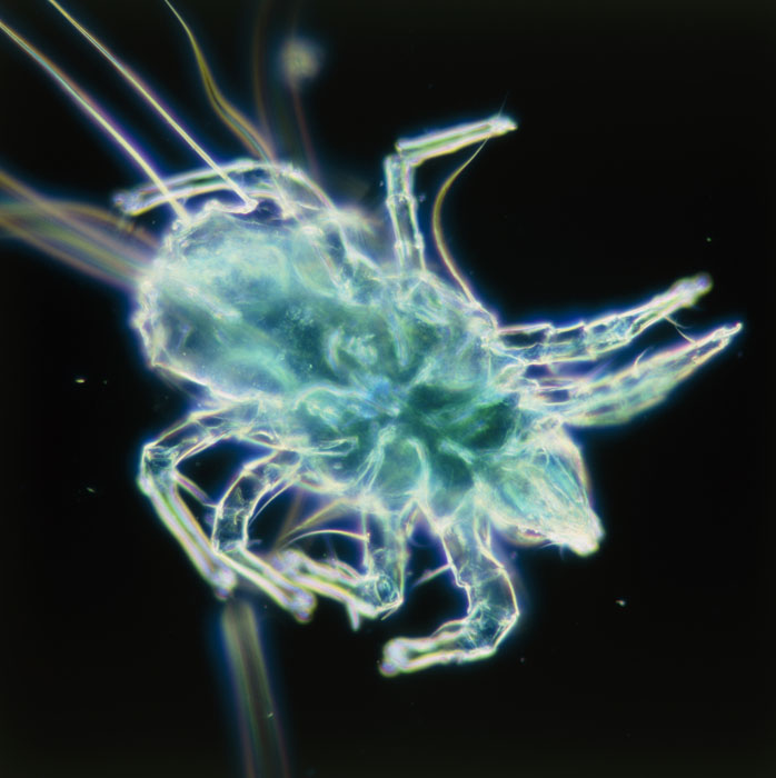 Dust Mite