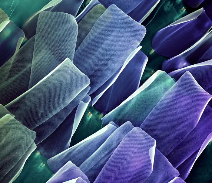 Aurora Butterfly Wing