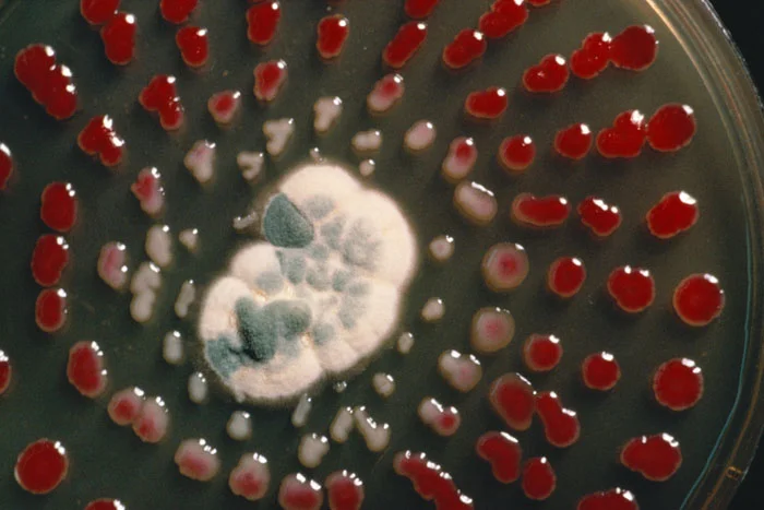 Penicillium Culture