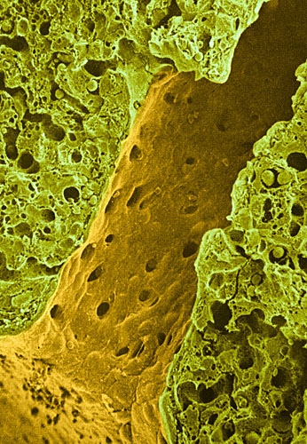 Liver lobule